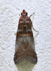 Acrobasis advenella_redimensionner.jpg