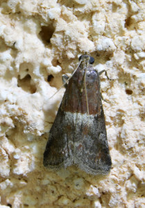 Acrobasis marmorea -Phycide marbrée_redimensionner.jpg