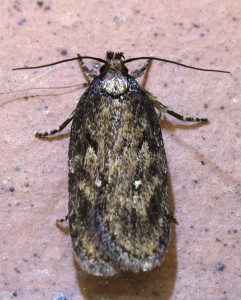 Depressaria (Depressaria) douglasella_redimensionner.jpg