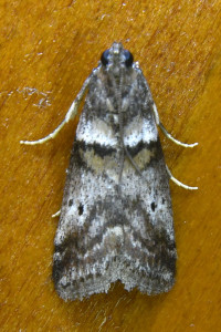 Acrobasis consociella_redimensionner.jpg