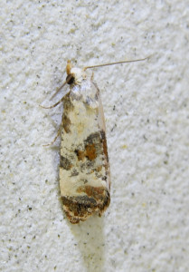 Cochylis hybridella  ptetre_redimensionner.jpg