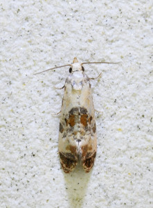 Cochylis hybridella_redimensionner.jpg