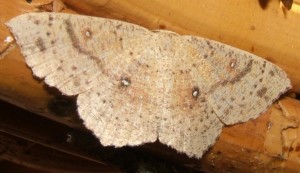 3565 Cyclophora porata 2009.07.29 (1p%).JPG