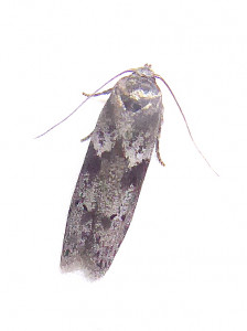 L 2784 Selagia spadicella 20 07 2020 Pizay JESC 498.JPG