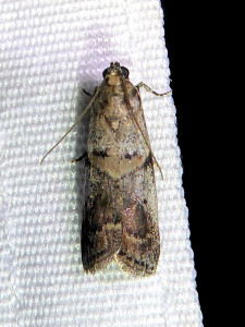 L 2847 Acrobasis dulcella (speculative) 20 07 2020 Pizay JESC 359.JPG