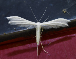 104 Pterophorus pentadactylus_redimensionner.jpg