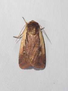 1464 Ochropleura plecta 25 07 2020 StJean-la-Bussière JESC 001 (155) - Copie.JPG