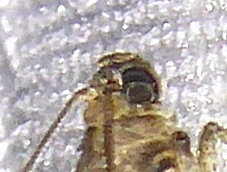 2841 Acrobasis glaucella 20 07 2020 Pizay JESC - Copie.JPG