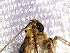 L 2841 Acrobasis glaucella 20 07 2020 Pizay JESC 357 - Copie.JPG