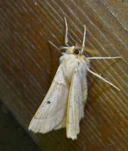 37c Crocallis elinguaria - La Phalène de la Mancienne, la Crocalle commune_redimensionner.jpg