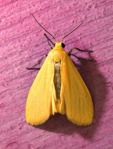 111  Eilema sororcula - Le Manteau jaune_redimensionner.jpg