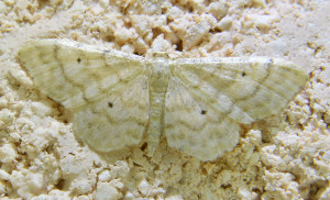 336 Idaea fuscovenosa - L'acidalie familière  ptetre_redimensionner.jpg