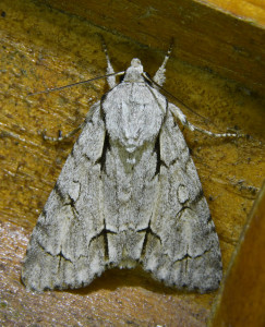 triaena psi ou tridens- acronicta psi 2 3_redimensionner.jpg