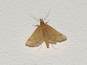 Synaphe punctalis quat (2).JPG