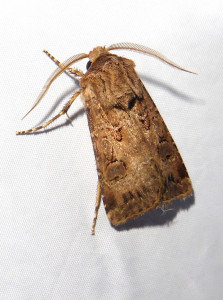 1564 Agrotis segetum 15 08 2020 Belleville JESC 366 - Copie.JPG