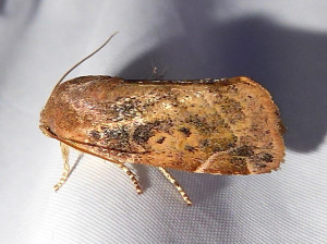 1159 Cosmia affinis 15 08 2020 Belleville JESC 038.JPG