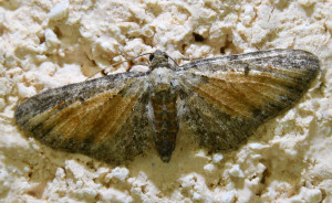 Eupithecia icterata -L'Eupithécie frappée b a voir_redimensionner.jpg