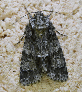 108 Acronicta rumicis - = Viminia rumicis - La Noctuelle de la Patience 5_redimensionner.jpg