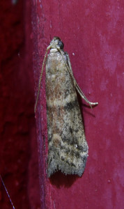 0 210 Acrobasis consociella_redimensionner.jpg
