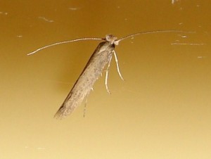 Gracillariidae ou Yponomeutidae (2).JPG