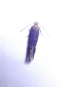 L 1530 Bryotropha umbrosella 12 09 2020 Azergues JESC 197.JPG