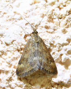 31pyrausta despicata_redimensionner.jpg
