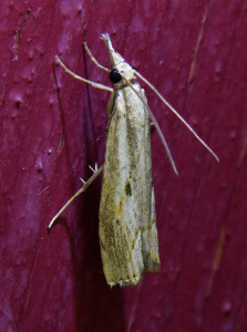 6a Agriphila geniculea_redimensionner.jpg