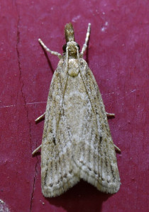 54 Eudonia pallida_redimensionner.jpg