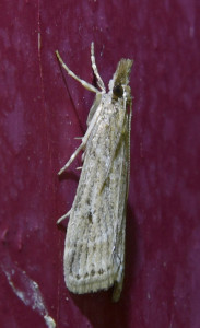 54a Eudonia pallida_redimensionner.jpg