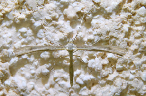 25 stenoptilia pterodactyla_redimensionner.jpg