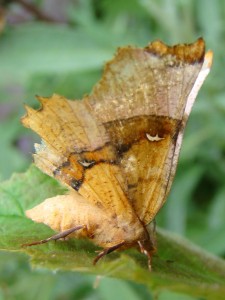 Selenia lunularia.JPG