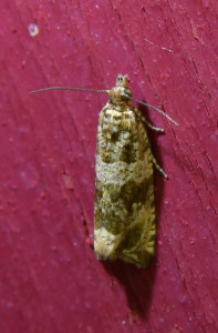 Celypha cespitana (2)_redimensionner.jpg