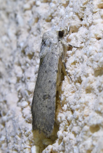 Rhyacia simulans ptetre2_redimensionner.jpg