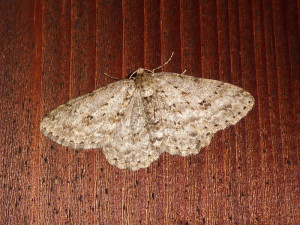 0381 Operophtera brumata 24 02 2021 Lissieu Bois Dieu JESC compressée (15).JPG