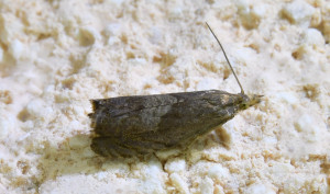 Dichrorampha plumbana 1_redimensionner.jpg