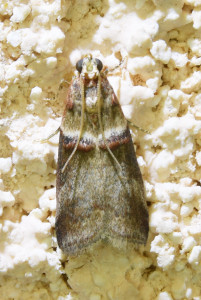 Acrobasis tumidana 2_redimensionner.jpg