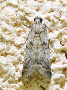 205Acrobasis fallouella_redimensionner.jpg