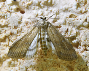 305Parapoynx stratiotata_redimensionner.jpg