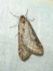 0110 Alsophila aescularia 01 03 2021 Lissieu Bois Dieu JESC (1).JPG