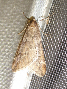 0110 Alsophila aescularia 02 03 2021 Lissieu Bois Dieu JESC (19).JPG