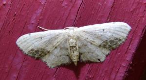 Idaea dimidiata_redimensionner.jpg