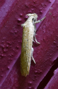 320a Agonopterix_redimensionner.jpg