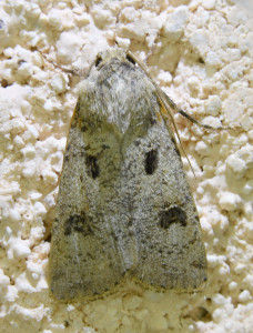 agrotis trux_redimensionner.jpg