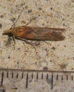 0 0 tortricidae 2007.07.07 (6pc).JPG