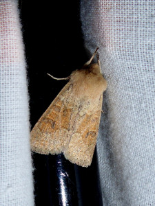 Orthosia poss miniosa 31 03 2021 Lissieu Bois Dieu JESC.JPG