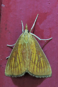 Nascia cilialis - Le Botys des Laîches 3a_redimensionner.jpg