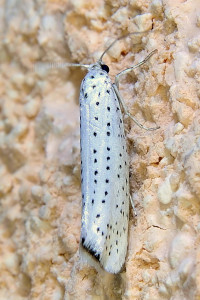 Yponomeuta evonymella 2_redimensionner.jpg