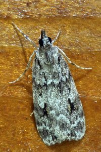 Scoparia ambigualis ou pyralella 3_redimensionner.jpg