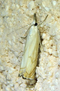 Chrysoteuchia culmella (1).jpg