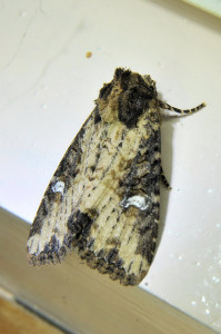 Apamea crenata (1)_redimensionner.jpg